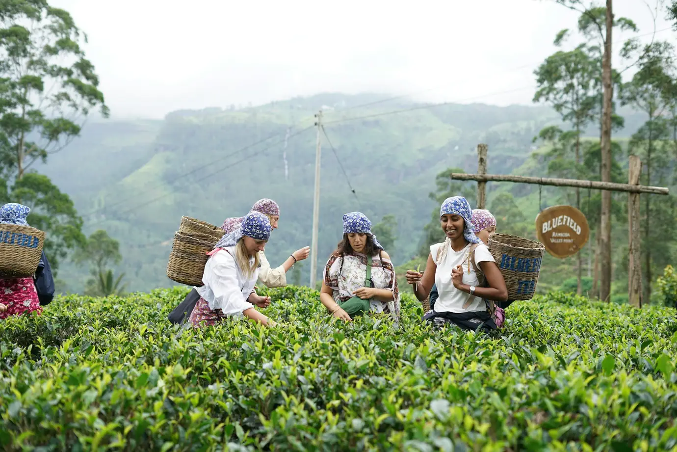 Tea plucker working in the hill-country tea fields of Sri Lanka