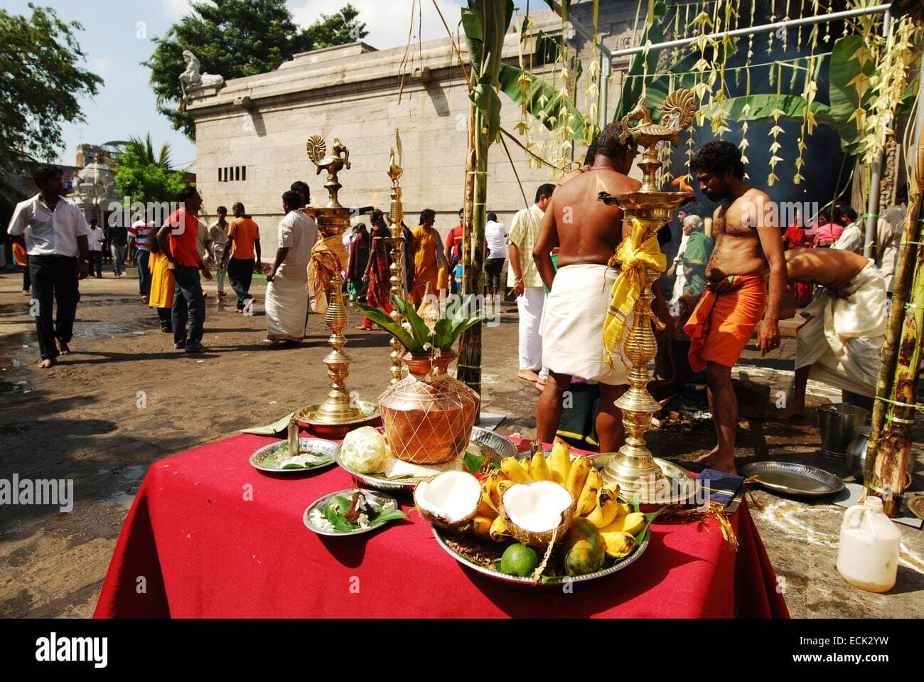 Thai Pongal Harvest Festival