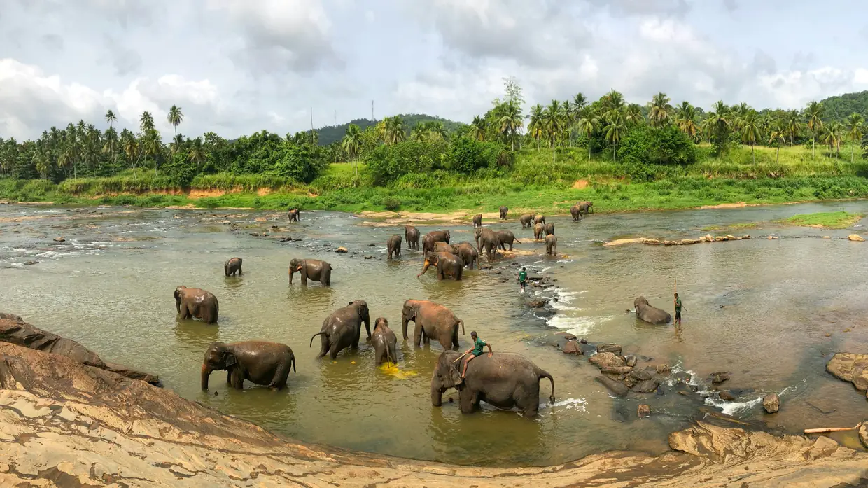 Sri Lankan wilderness
