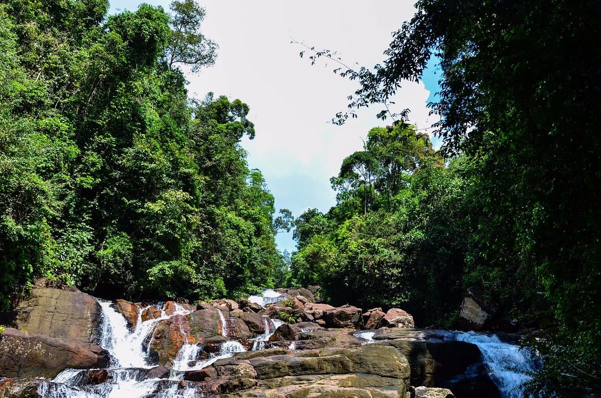 Kanneliya Rainforest Reserve