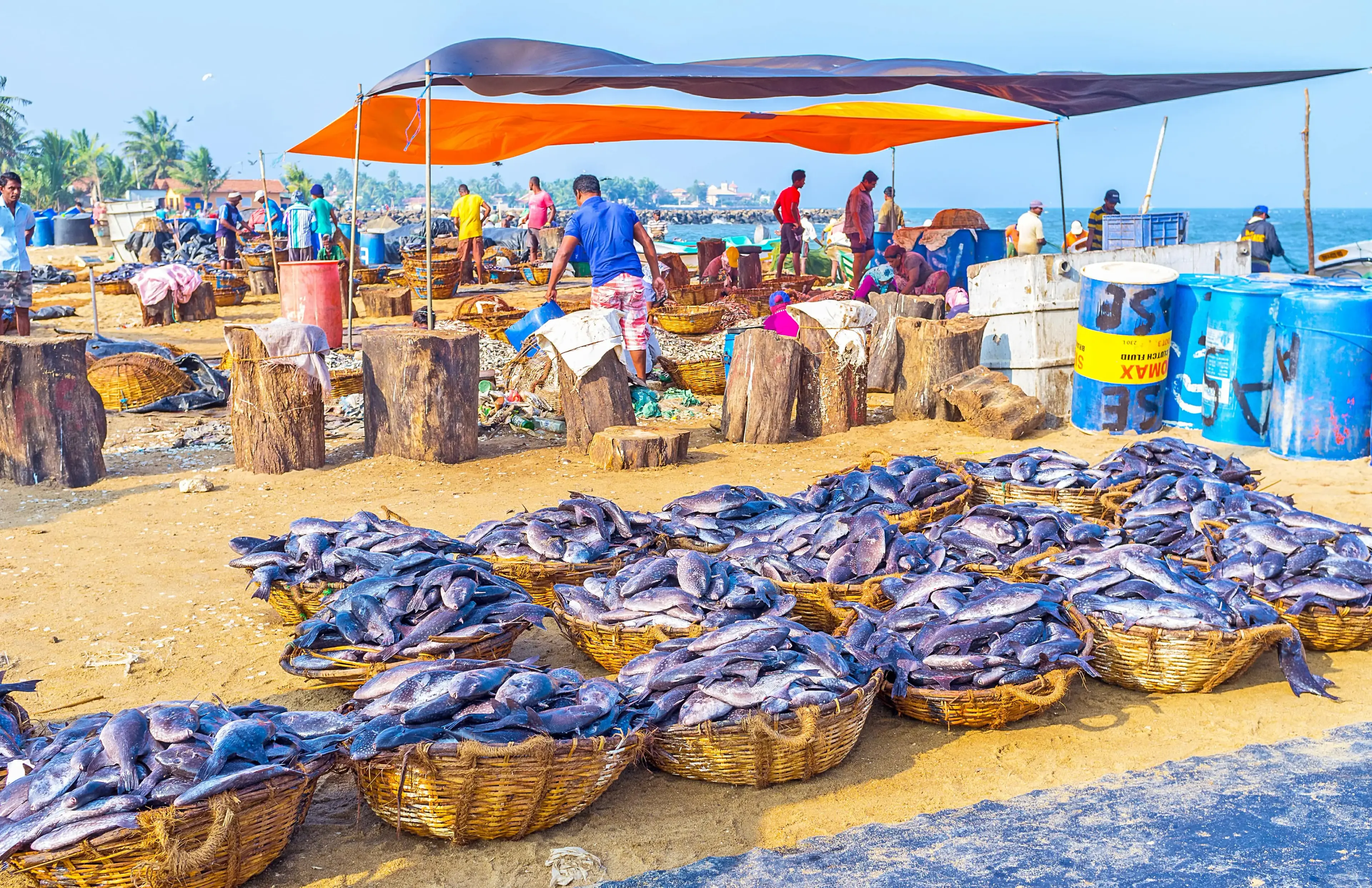 Negombo Fish market