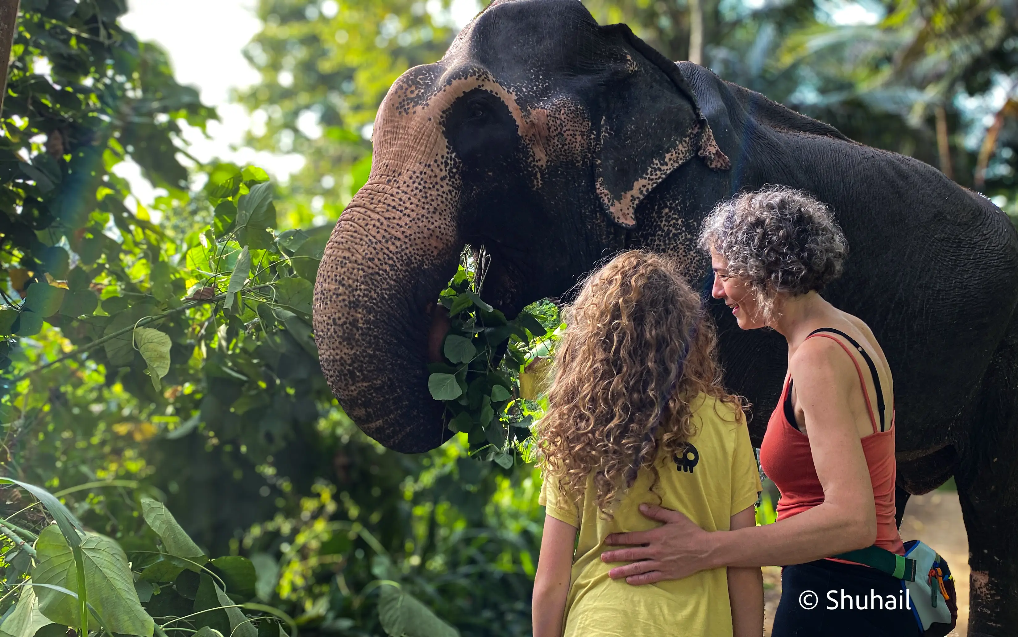 Millennium Elephant Foundation
