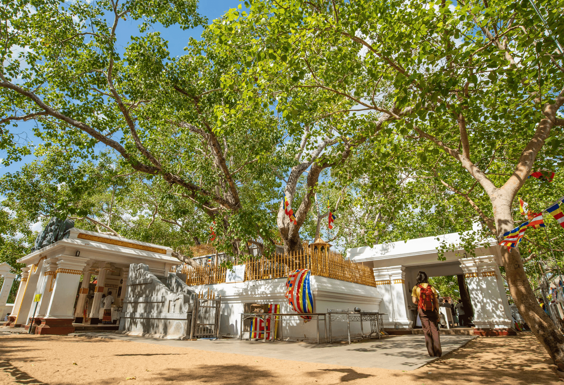 The Sacred Bodhi tree