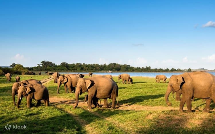 Minneriya National Park