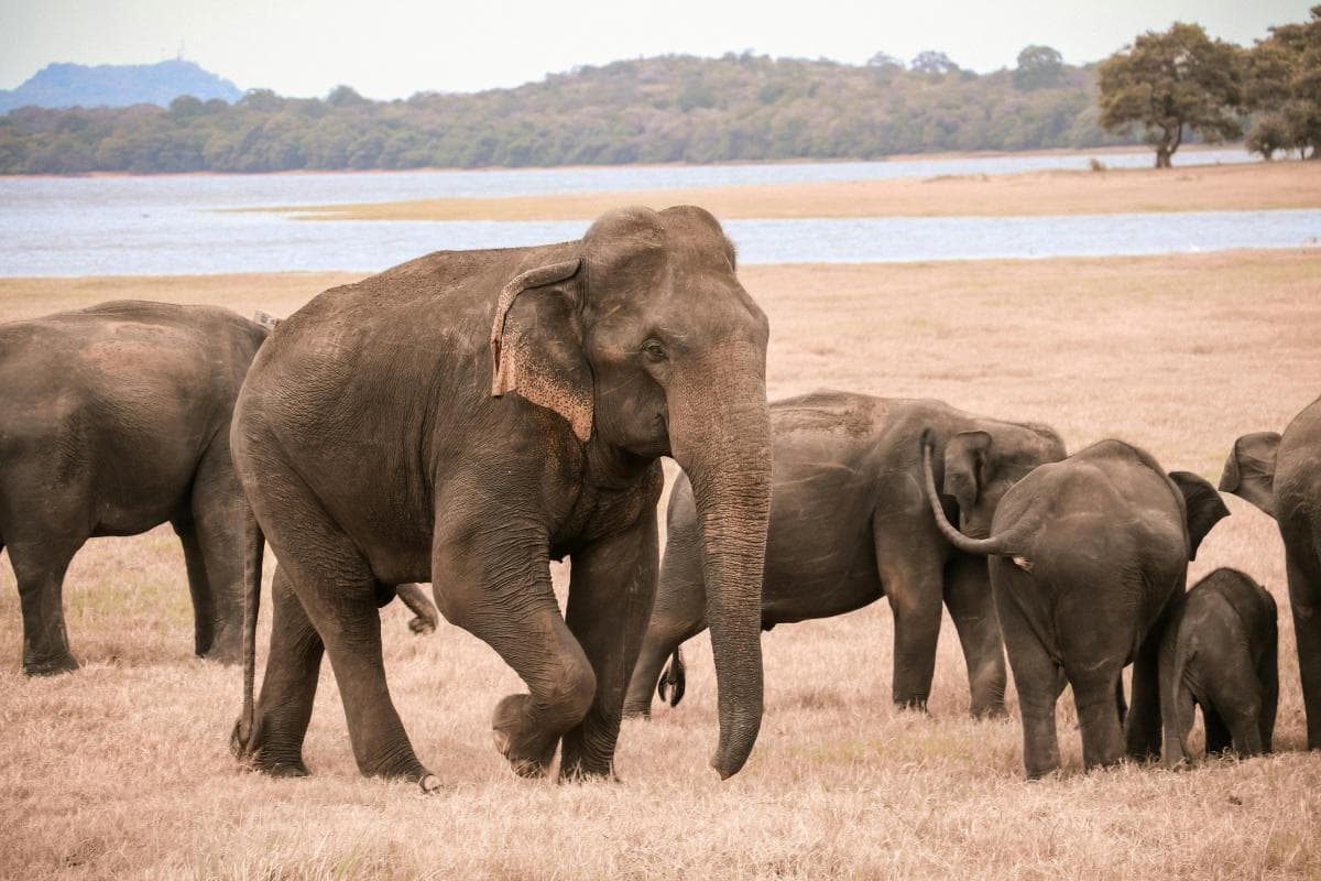 Yala National Park