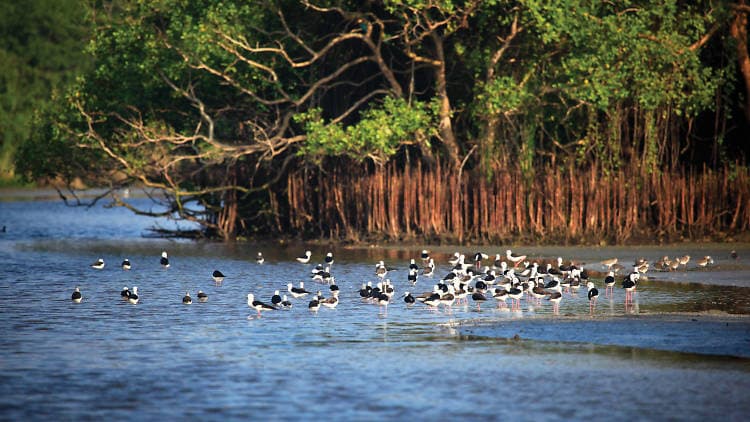 Kalametiya Bird Sanctuary