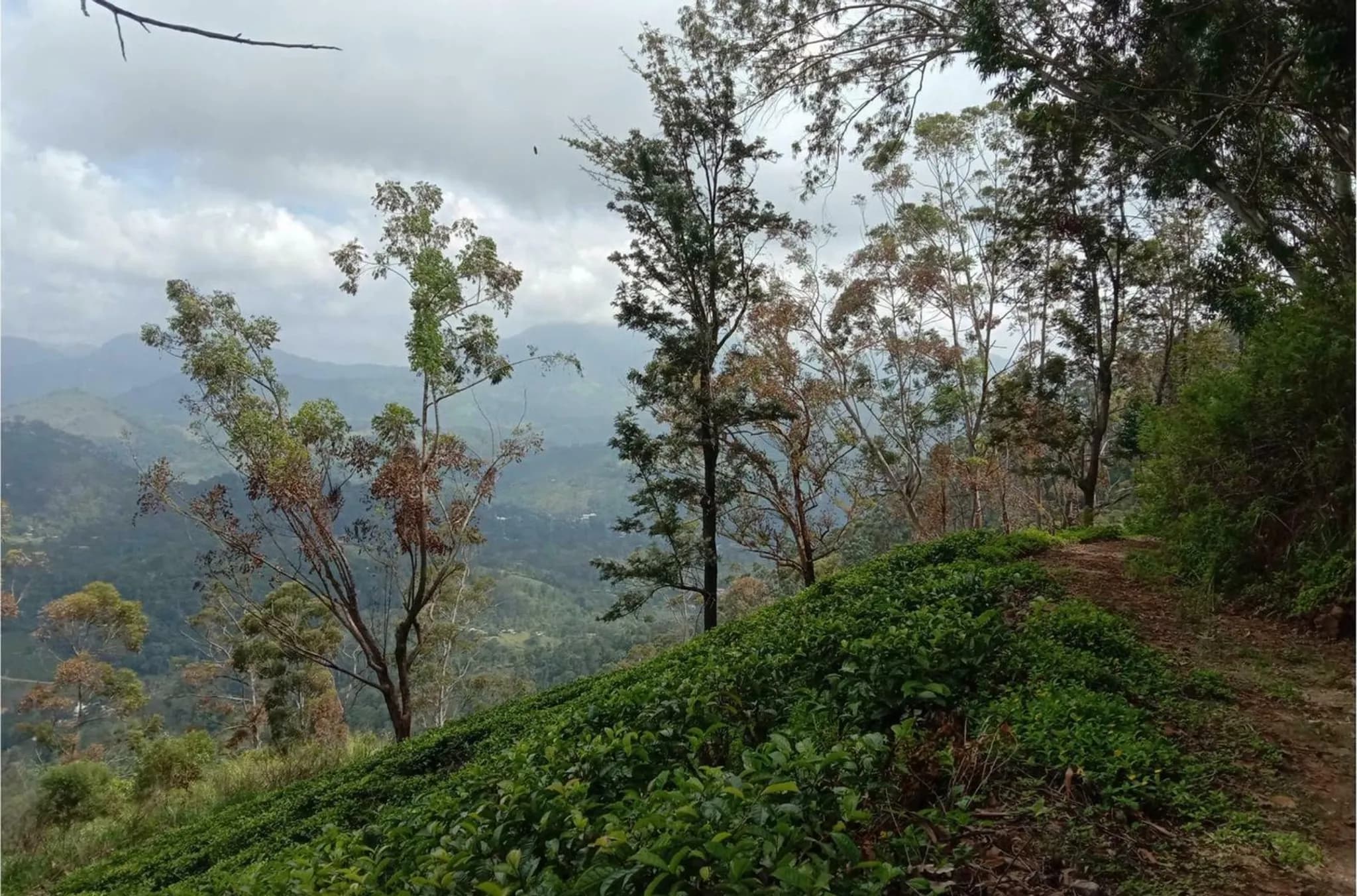 Pekoe Trail (Stage 18) — Ella to Ella Gap Ridge