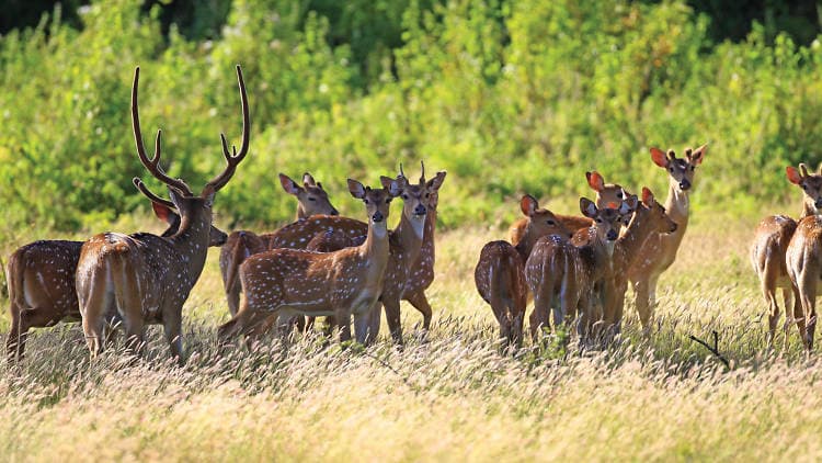 Lunugamvehera National Park