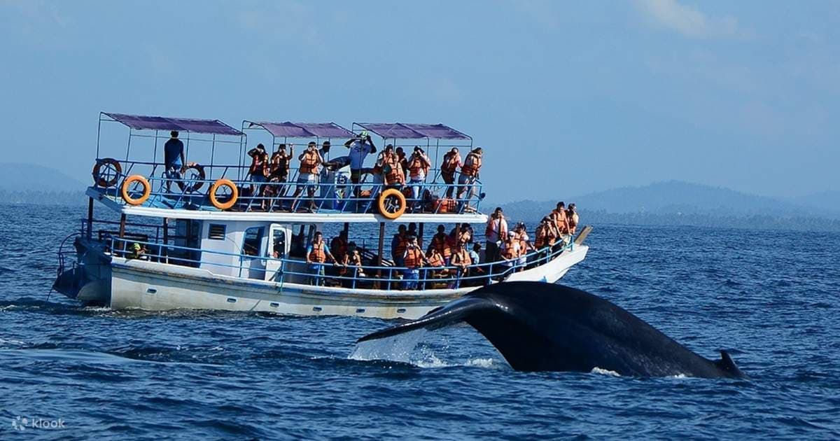 Mirissa Whale Watching