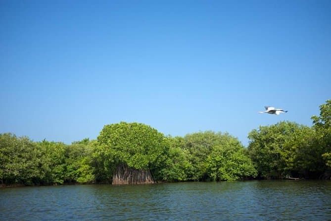 Muthurajawela Marsh Boat Safari