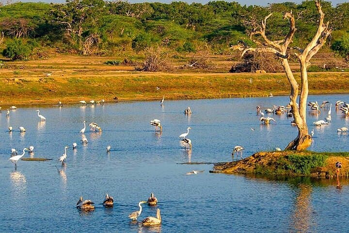 Bundala National Park