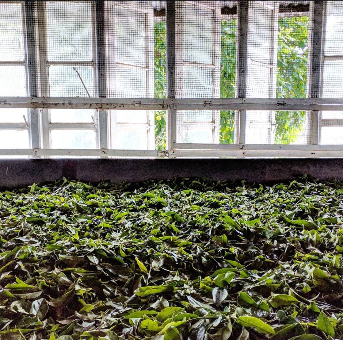 Tea Factory Visit