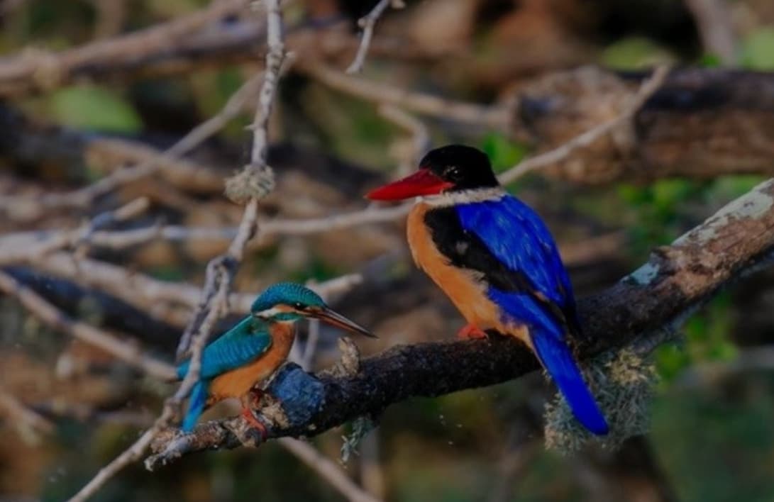 Hantana International Bird Park