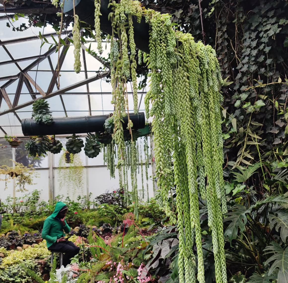 Hakgala Botanical Garden