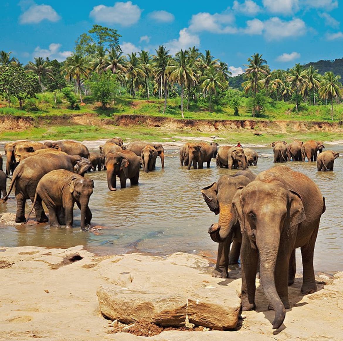 Pinnawala Elephant Orphanage