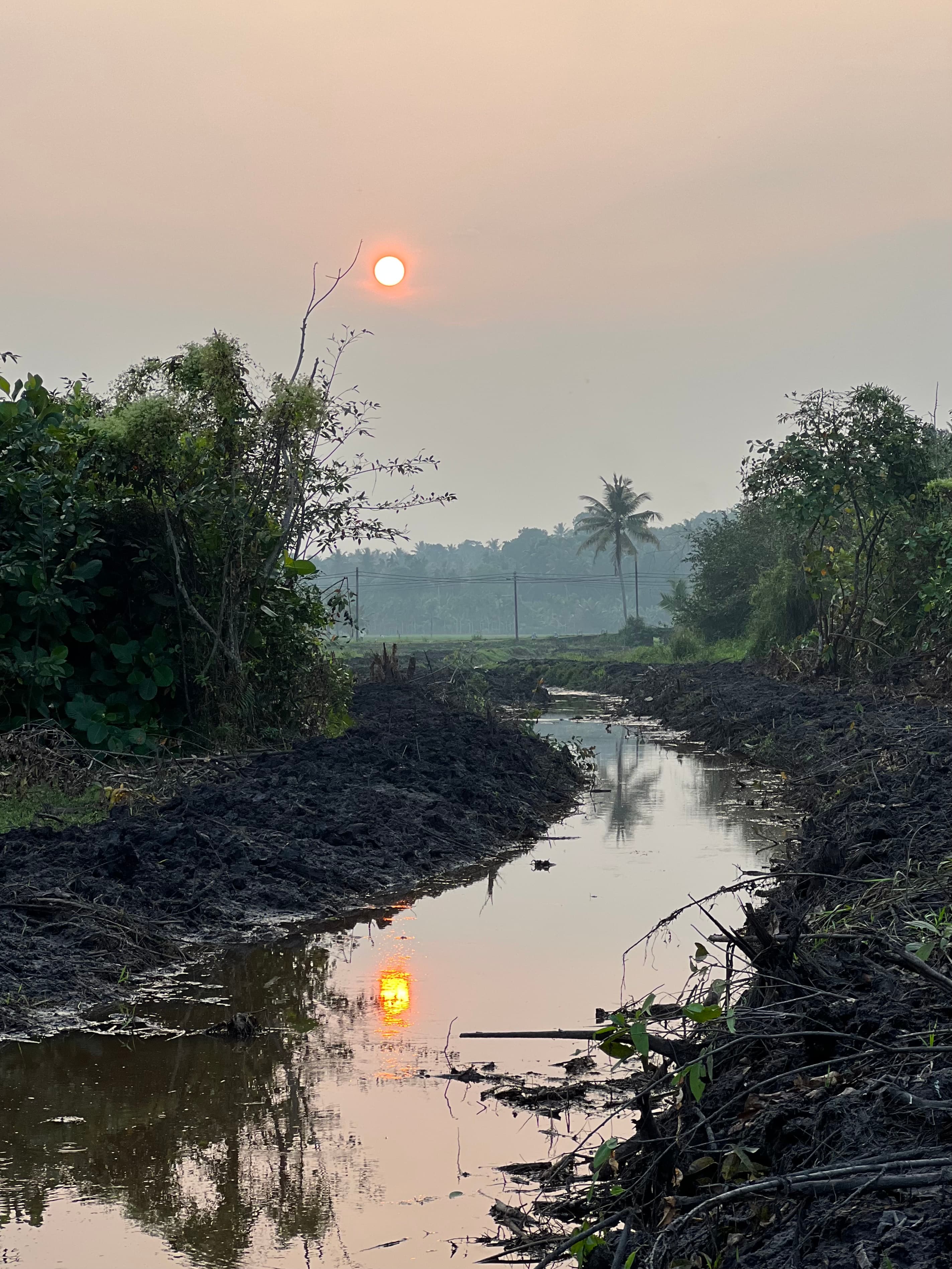 The Bolgoda Wetland