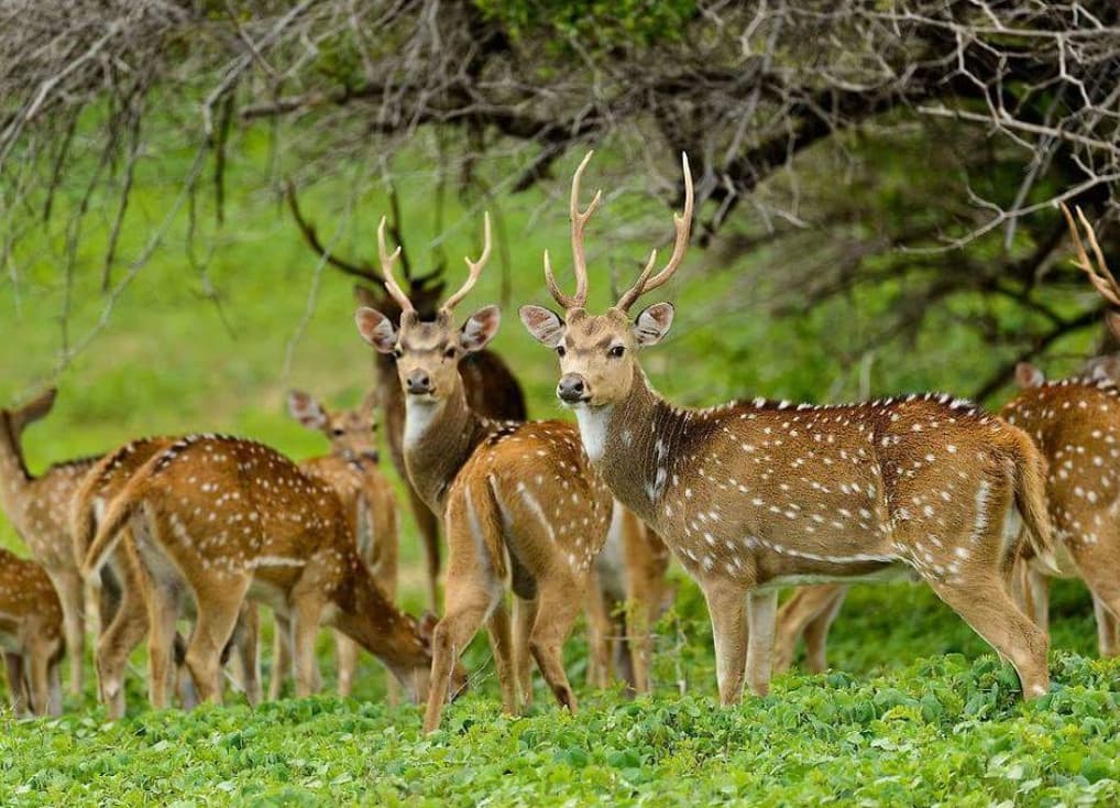 Wasgamuwa National Park