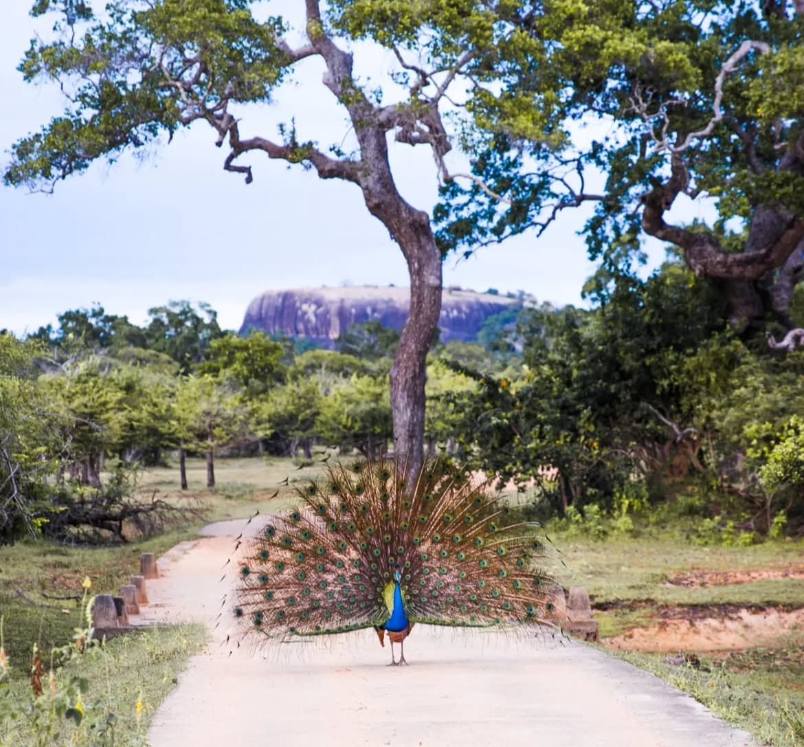 Kumana National Park