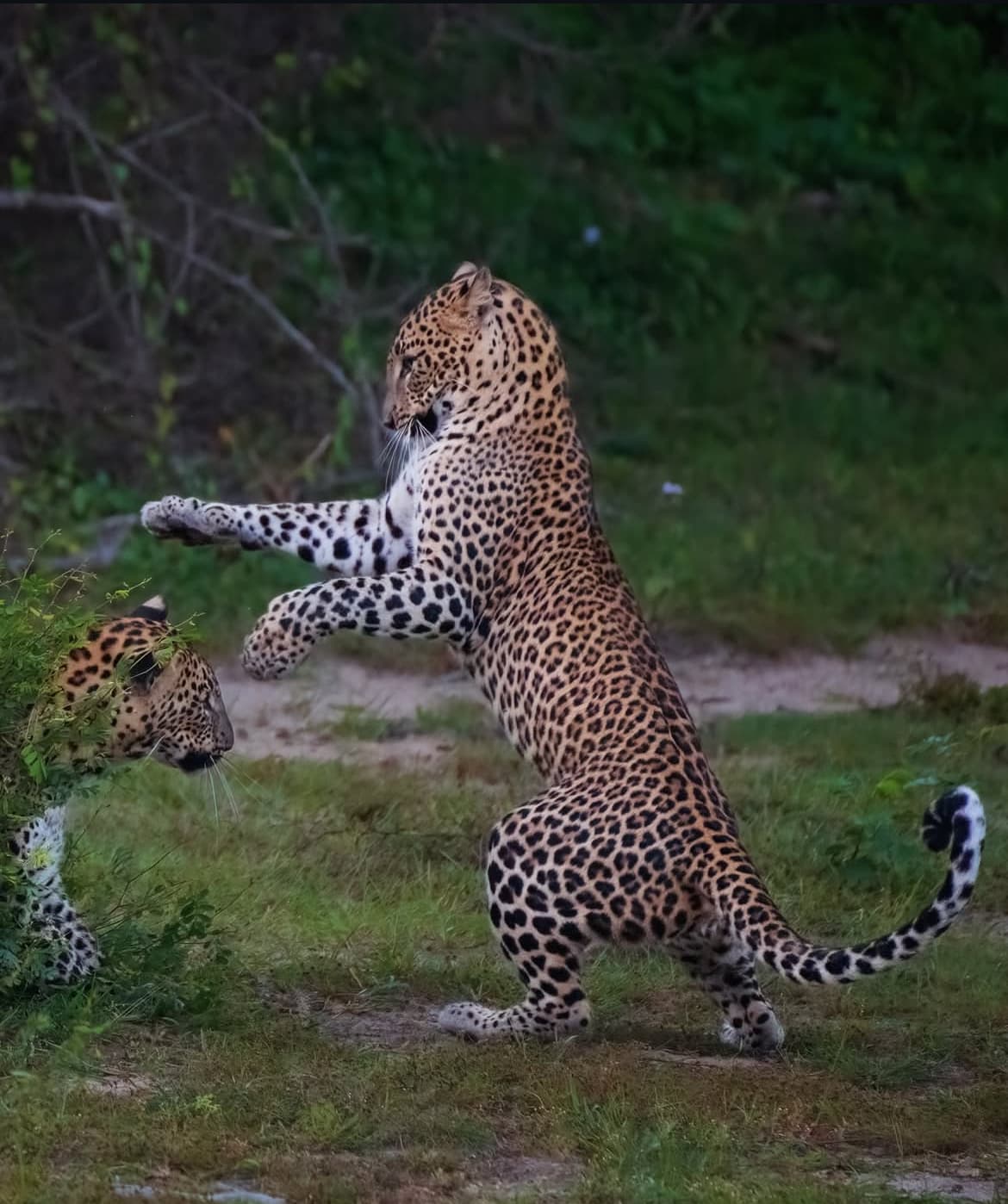 Leopard live wilpattu for wildlife lovers